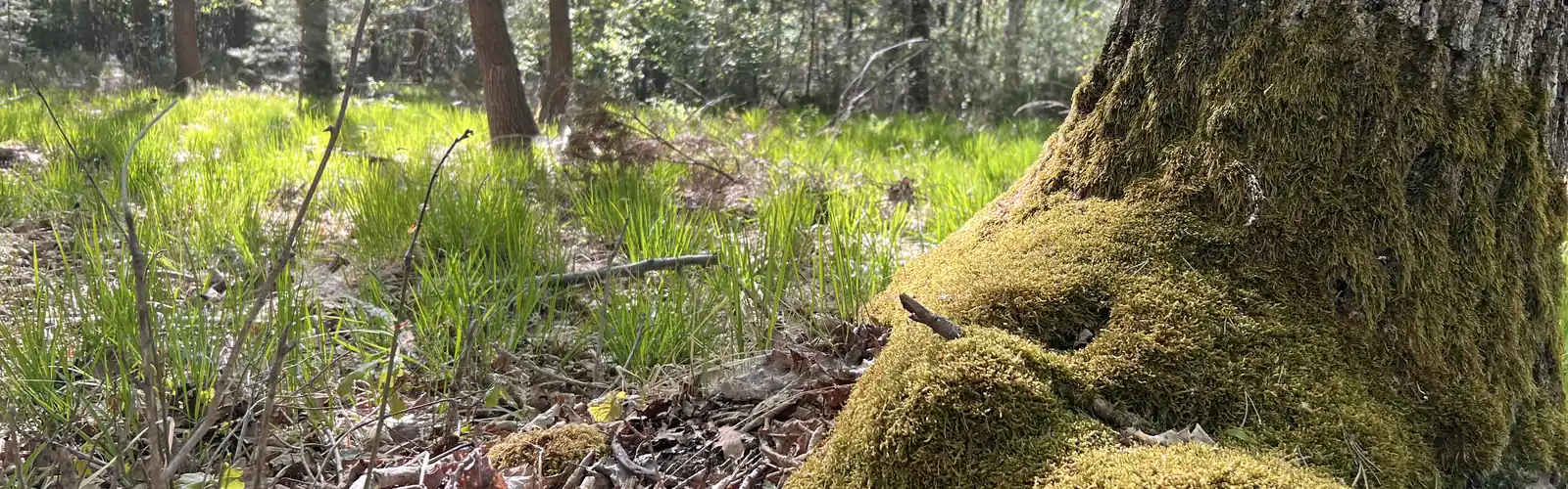 Offene Heidefläche mit Besenheide in der Drover Heide